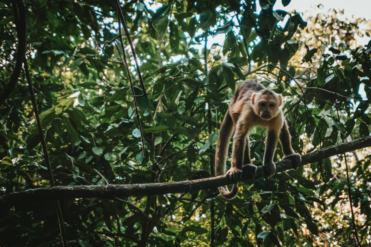 Monkey in Tayrona National Park