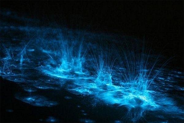 Bioluminescence in Puerto Rico