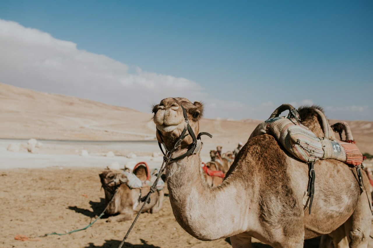 Camel in the Negev Desert