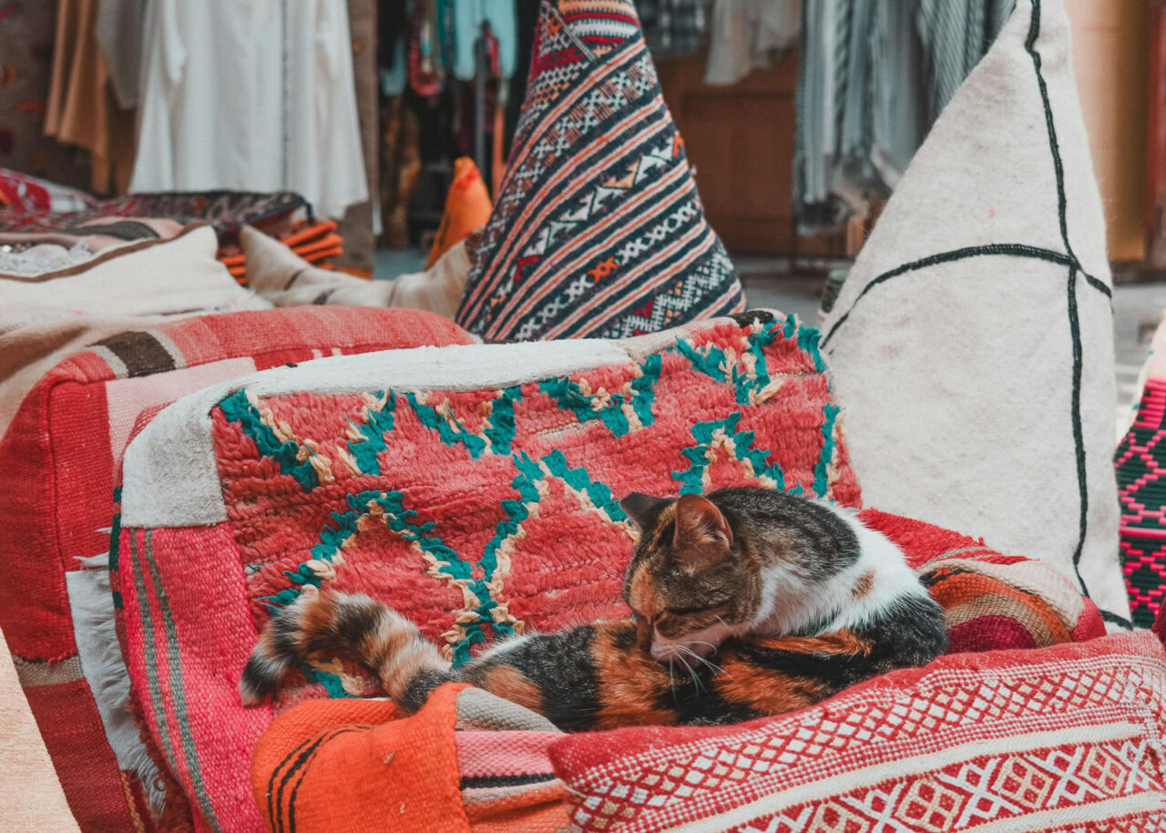 Cat sitting on Moroccan floor cushions in a market