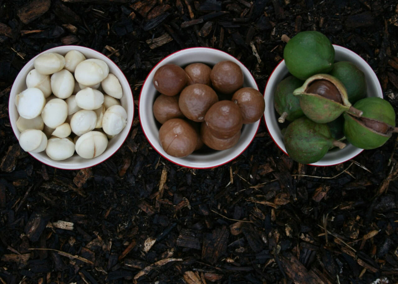 Three dishes of macadamia nuts in various stages