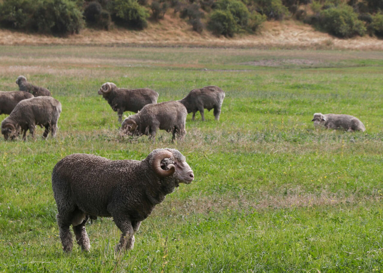 Merino sheep in a field in New Zealand
