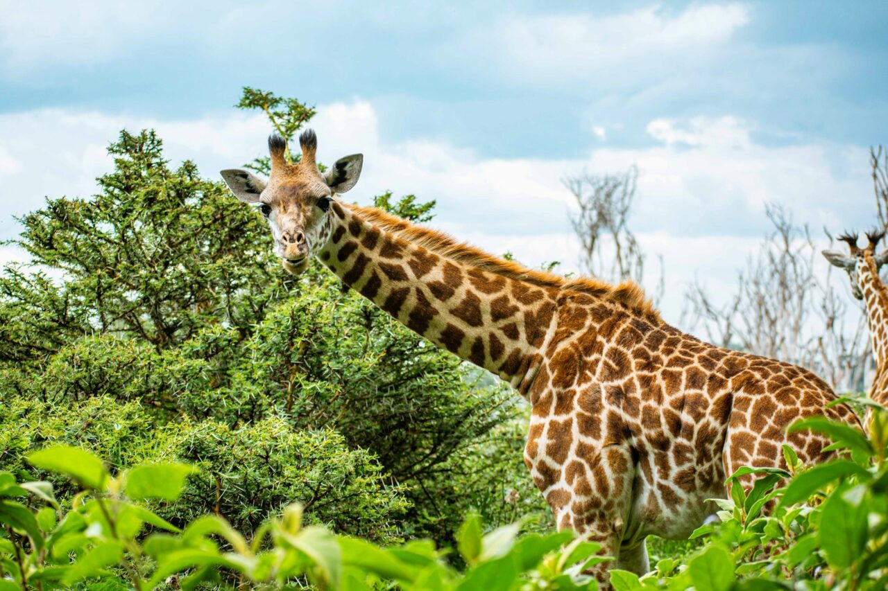 Giraffes in Lake Naivasha