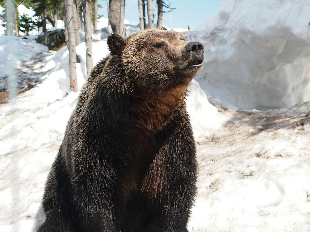 Grizzly bear Canada