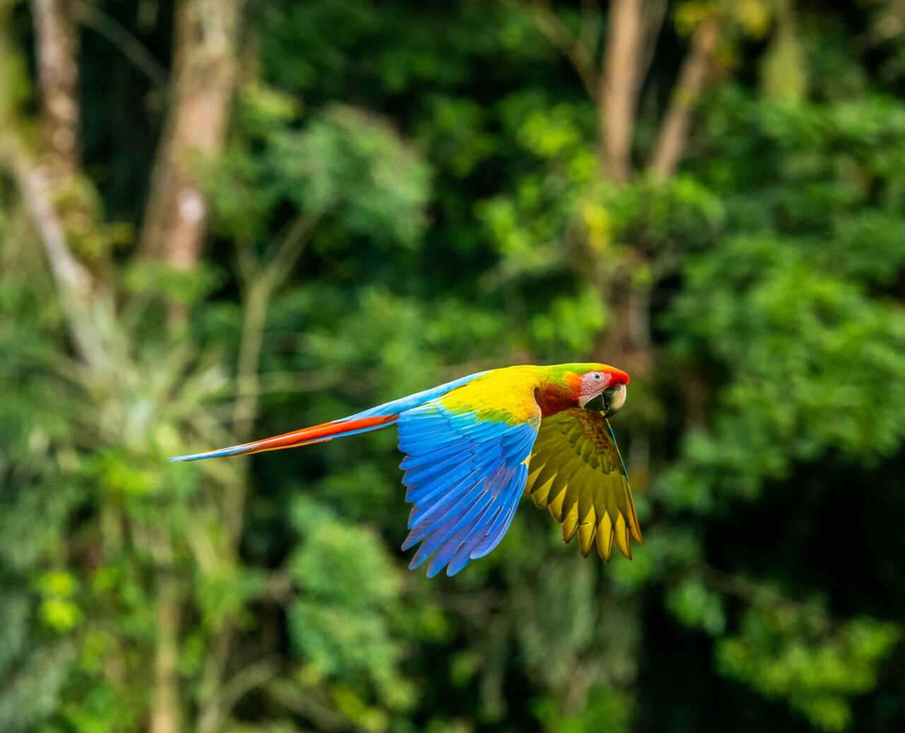 Parrot in Costa Rica