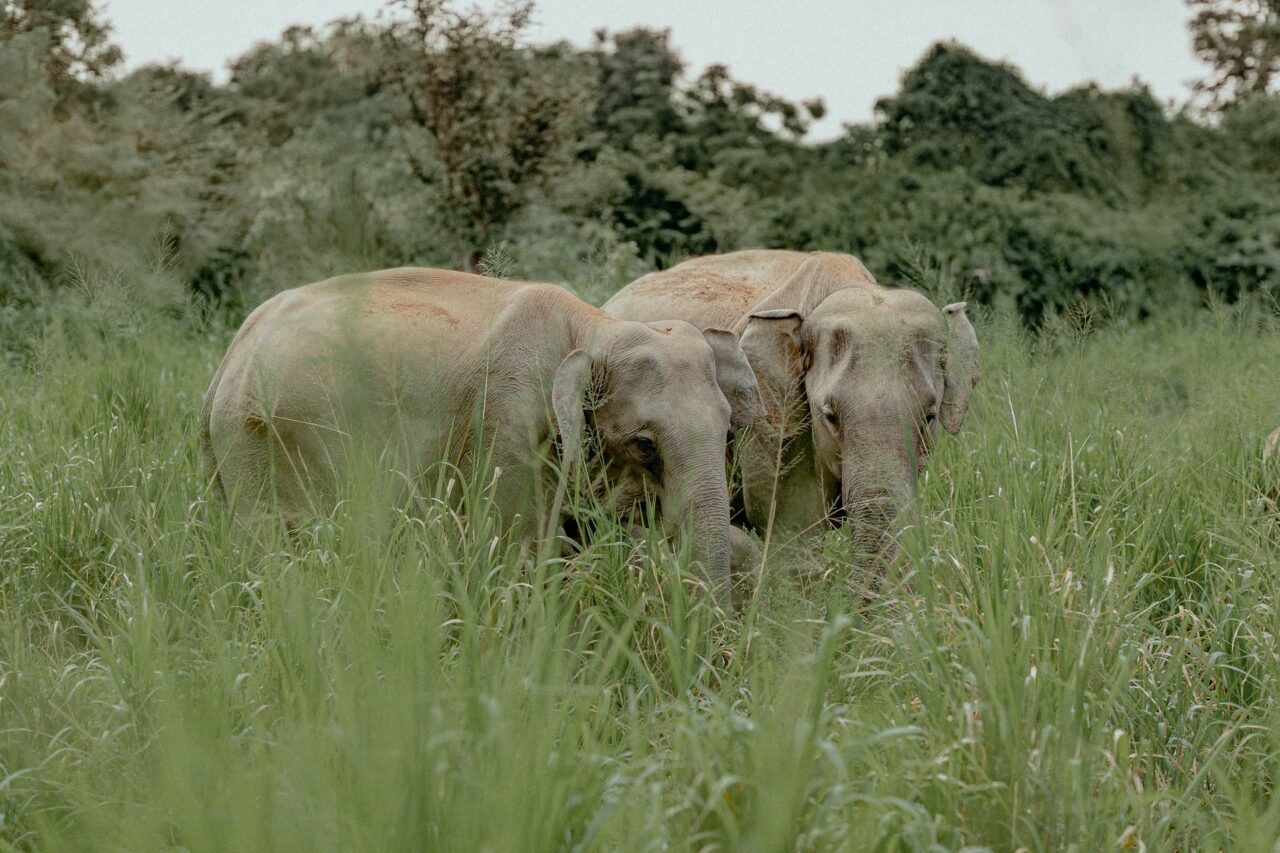 Wild elephants in Sri Lanka