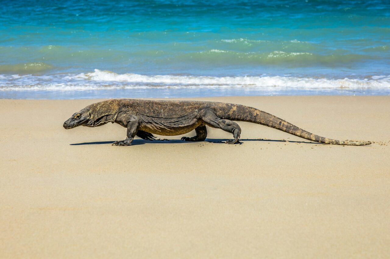 Komodo dragon on the beach in Komodo, Indonesia