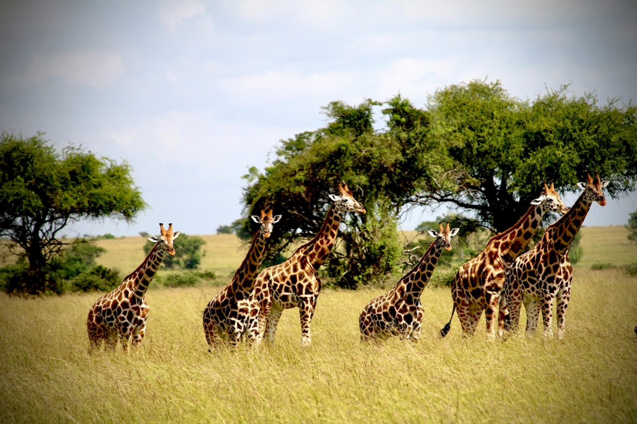 Giraffes in a field in Africa